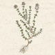 Illustration for article titled Essential oil for stressem/em